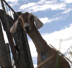 Nubian goat