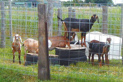 Nubian goats playing
