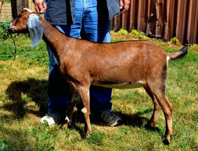 Nubian Goat