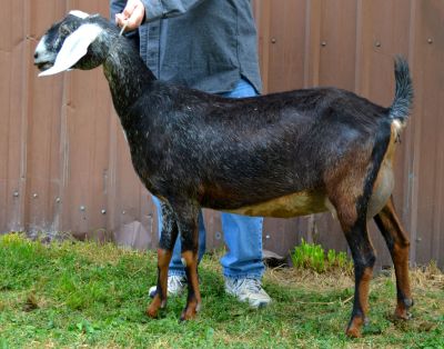 Nubian Goat