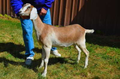 Nubian Goat
