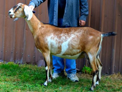 Nubian Goat