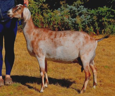 Nubian Goat doe