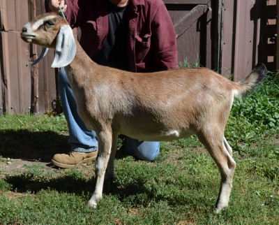 Nubian goat 