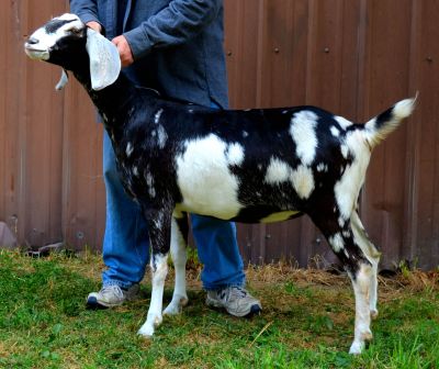 Nubian Goat