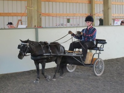 Sandy driving harnessed horse