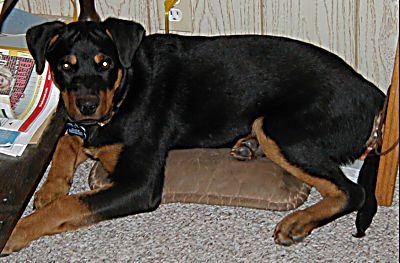 dog