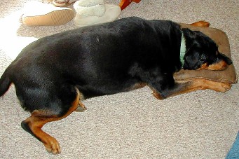 dog