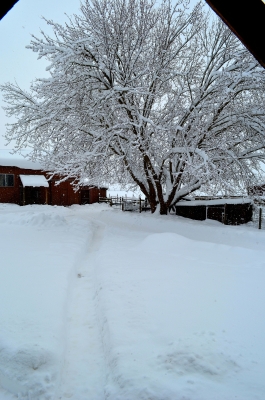 Wintery scene