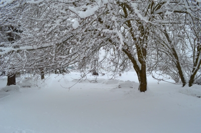 Snow in trees