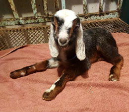 Nubian goat kid