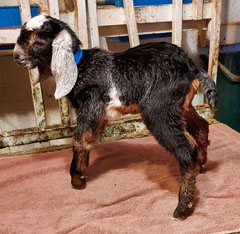 Nubian goat kid