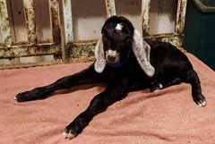 Nubian goat kid