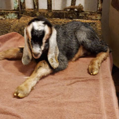 Nubian goat kid