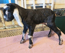 Nubian goat kid