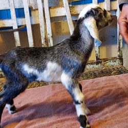 Nubian goat kid