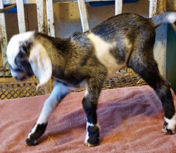 Nubian goat kid