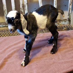 Nubian goat kid