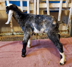 Nubian goat kid