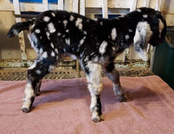 Nubian goat kid
