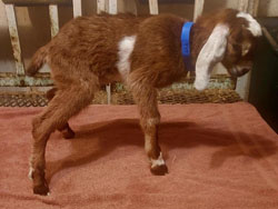 Nubian goat kid