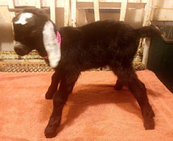 Nubian goat kid