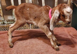 Nubian goat kid