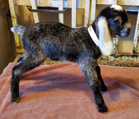 Nubian goat kid