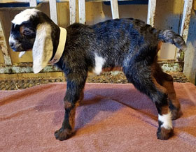 Nubian goat kid