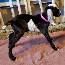 Nubian goat kid
