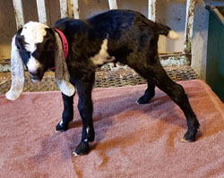 Nubian goat kid