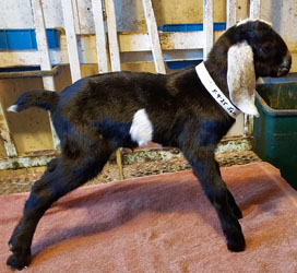 Nubian goat kid