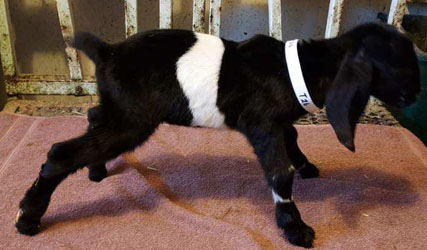 Nubian goat kid