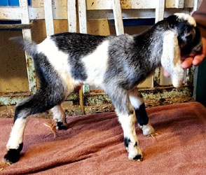 Nubian goat kid