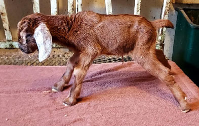 Nubian goat kid