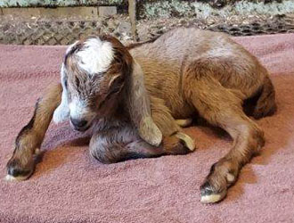 Nubian goat kid