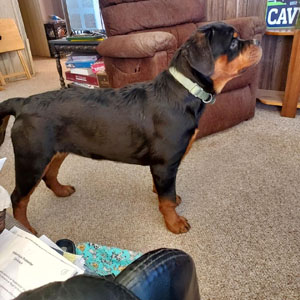 Rottie puppy