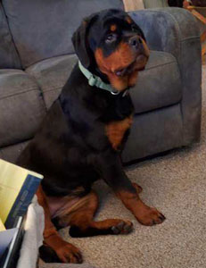 Rottie puppy