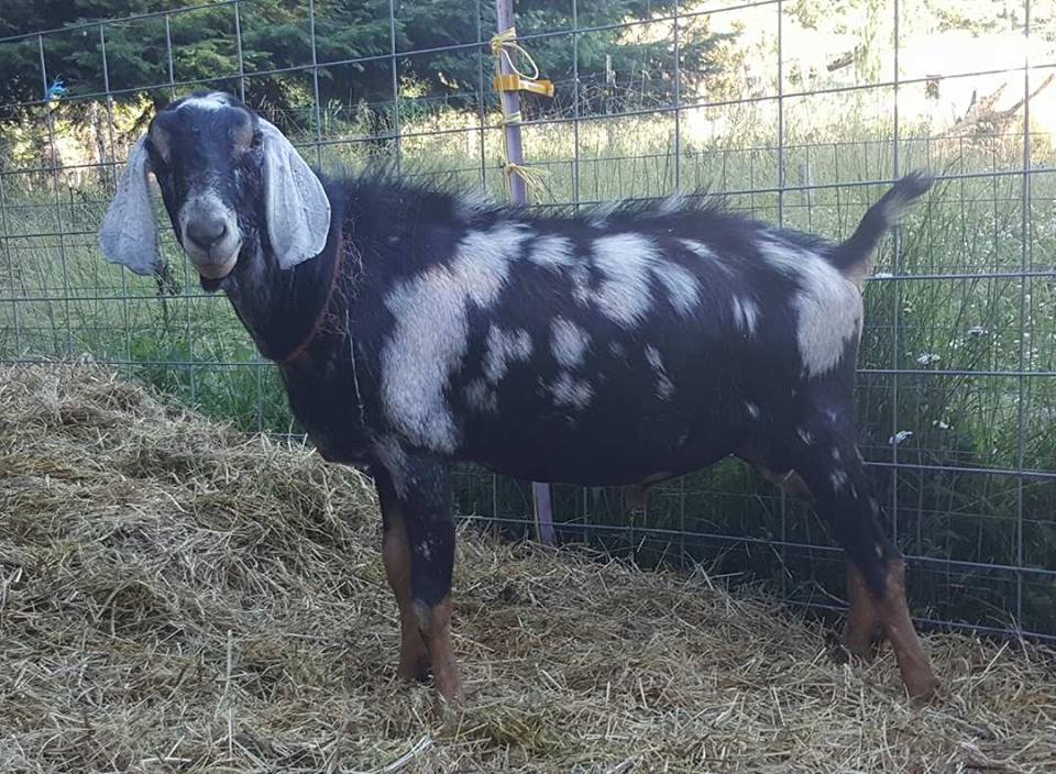 Spotted Nubian buck