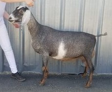 Beautiful Nubian goat doe