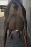 Goat rear udder