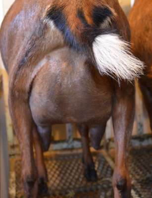Goat rear udder