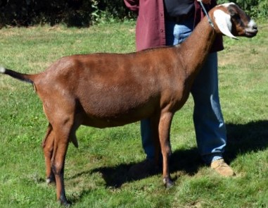Nubian goat doe