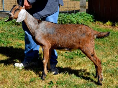 Nubian goat buck