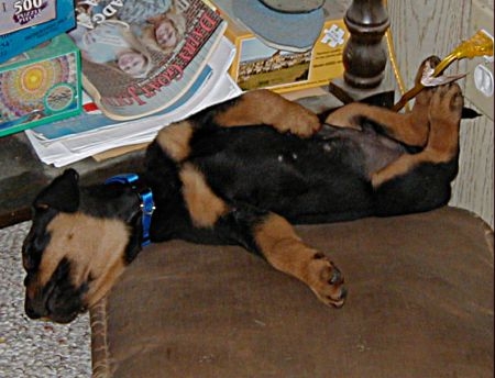 Rottie pup