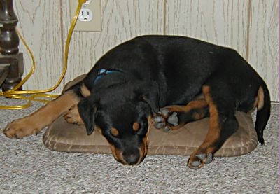 dog